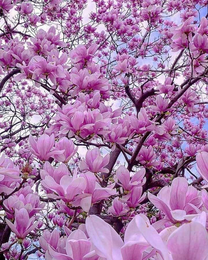 Enchanted Blossom Symphony: Nature's Rhapsody