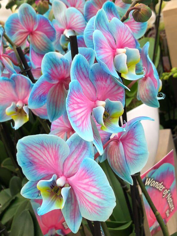 Eternal Spring's Whisper: Vibrant Petal Waltz